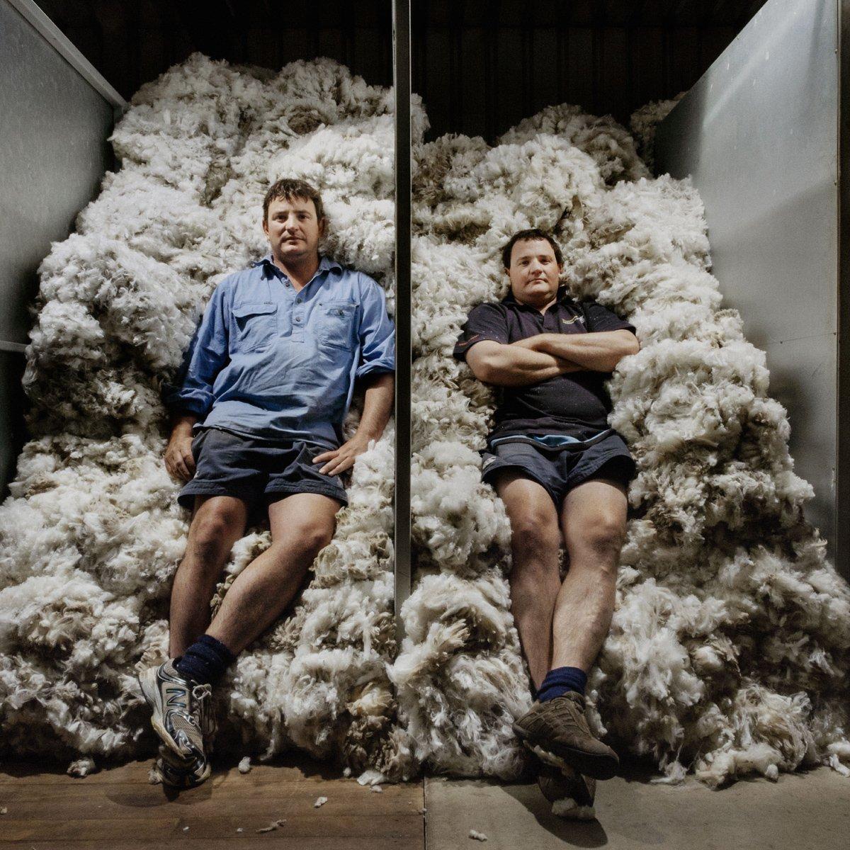 Mill workers laying on sheep wool